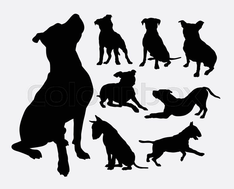800x646 Pitbull, Bulldog, Terrier, Dog Animal Stock Vector Colourbox