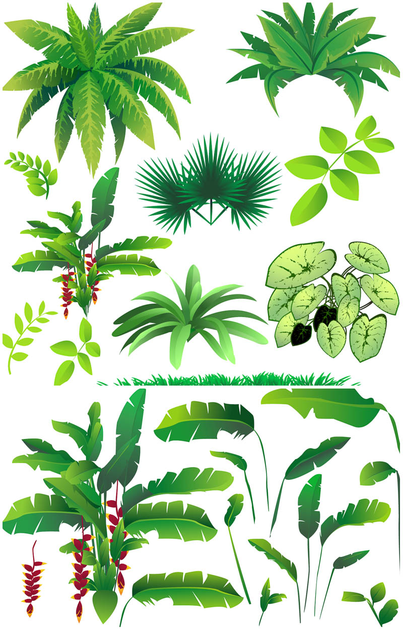 800x1250 Rainforest Plants Vector Vector Graphics Blog