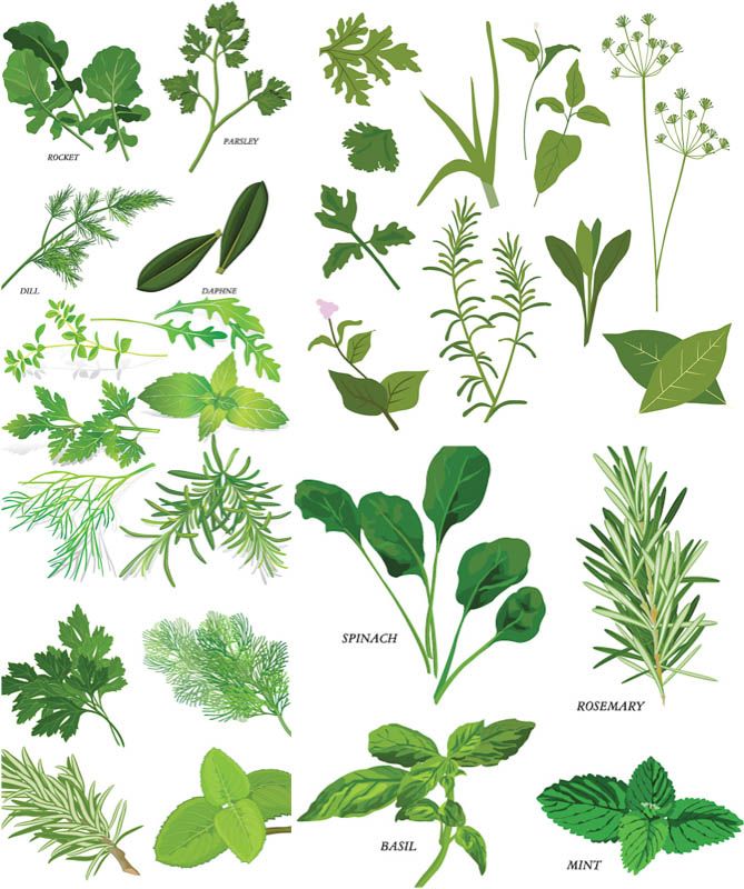 669x800 Herbs Illustrations Vector Delicate Design