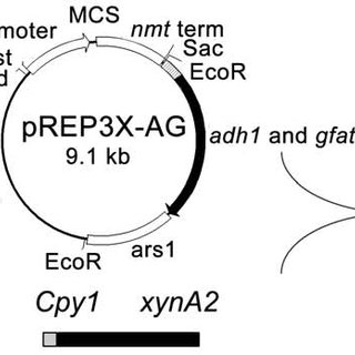 320x320 The Sketch Map Of The Constructed Vector Prep Agcx Download