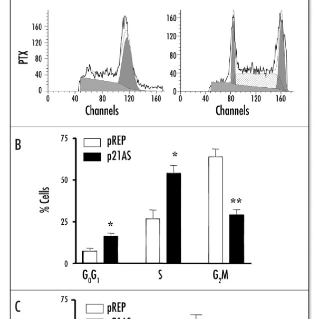 640x640 Antisense Expressing Cells And Empty Vector Prep