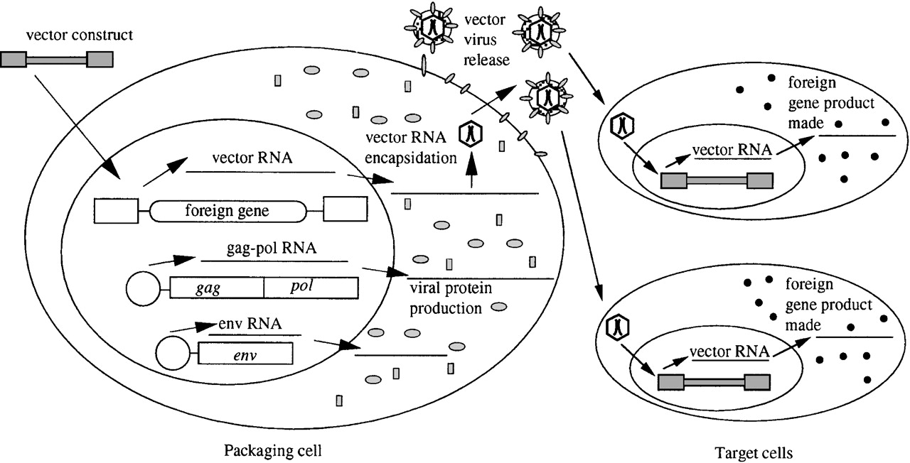1280x652 Development Of Lentiviral Vectors For Gene Therapy For Human