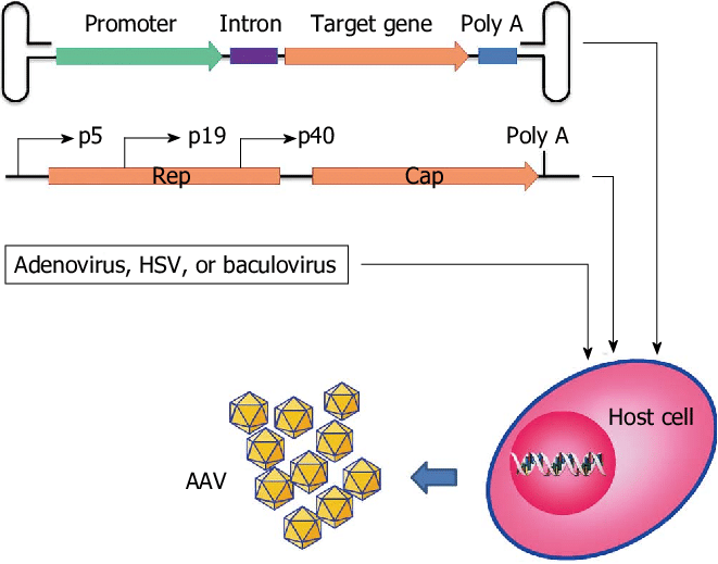 661x519 Diagram Of Adeno Associated Virus Vector Production