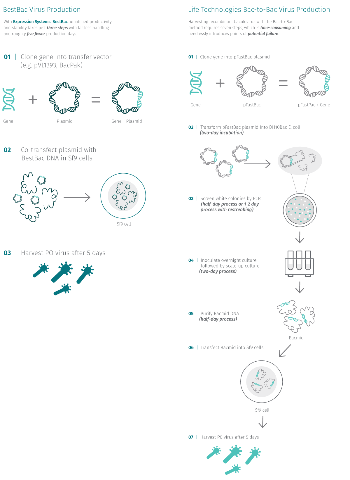 1200x1642 Expression Systems Bestbac Virus Vector Production