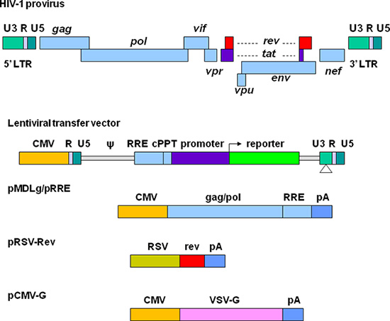 550x453 Production Of Lentiviral Vectors For Transducing Cells