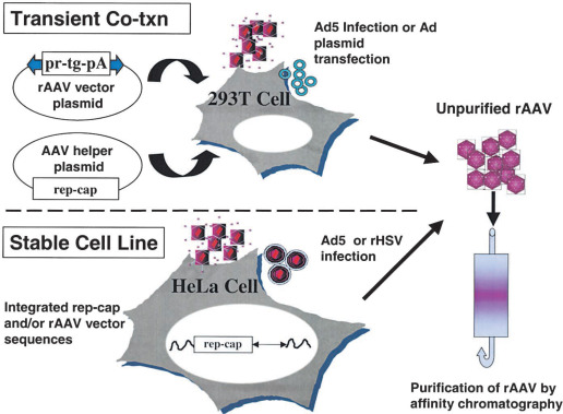 516x379 Recent Advances In Recombinant Adeno Associated Virus Vector