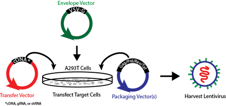 450x211 Addgene Lentiviral Guide