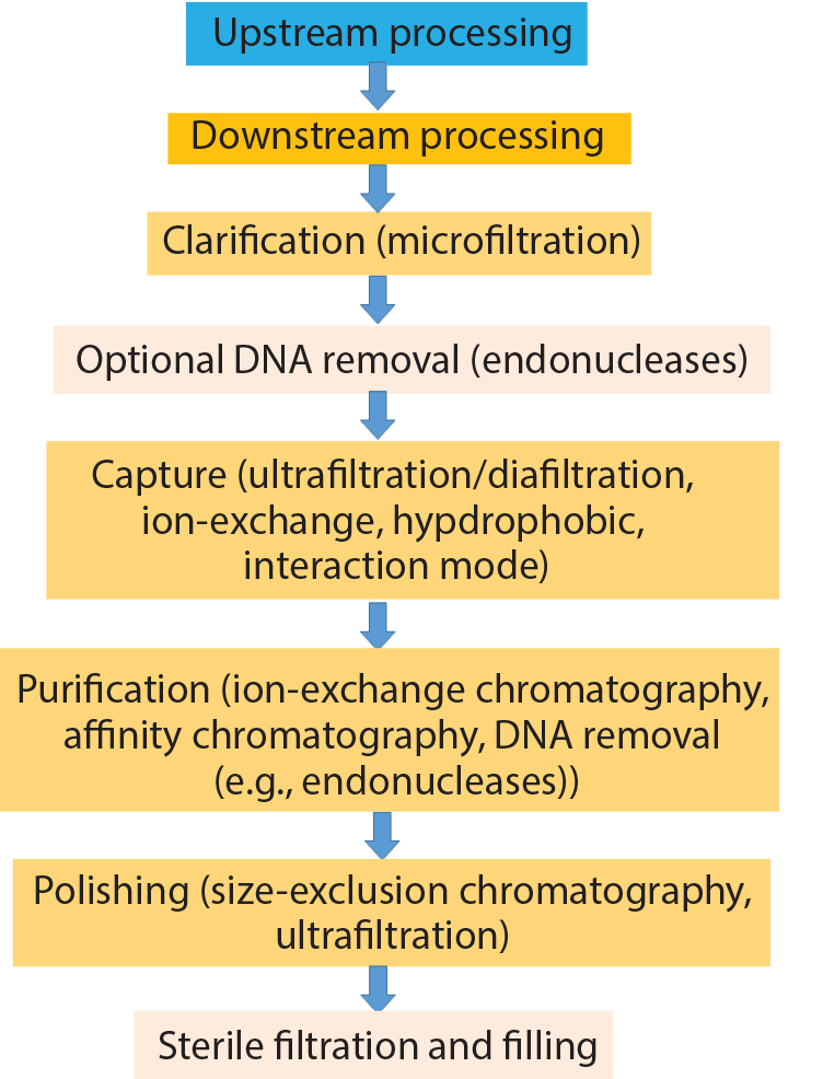 752x986 Scalable Viral Vector Purification For Gene Therapy Appraisal