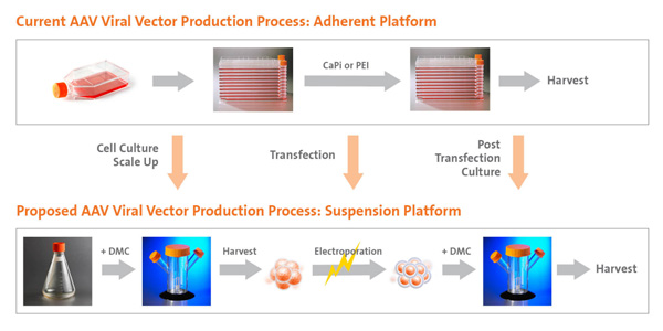 600x300 This New Technology Is Making Aav Gene Therapy A Reality