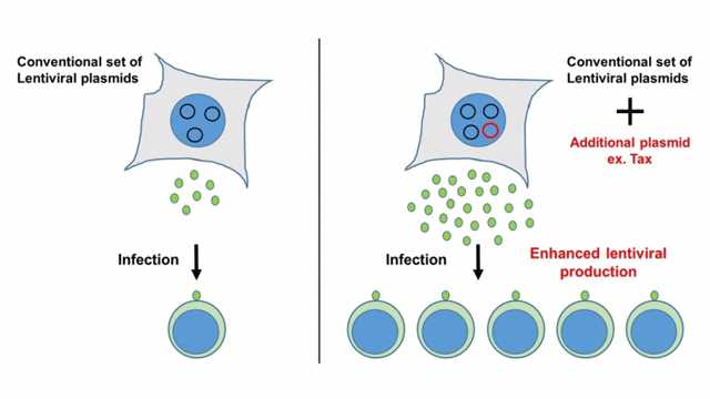 640x360 Virus Production Boosted To Generate More Vectors For Gene