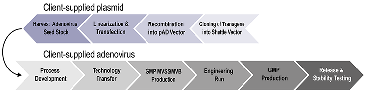 745x186 Cgmp Adenovirus Vector Production, Gmp Adenovirus Vigene