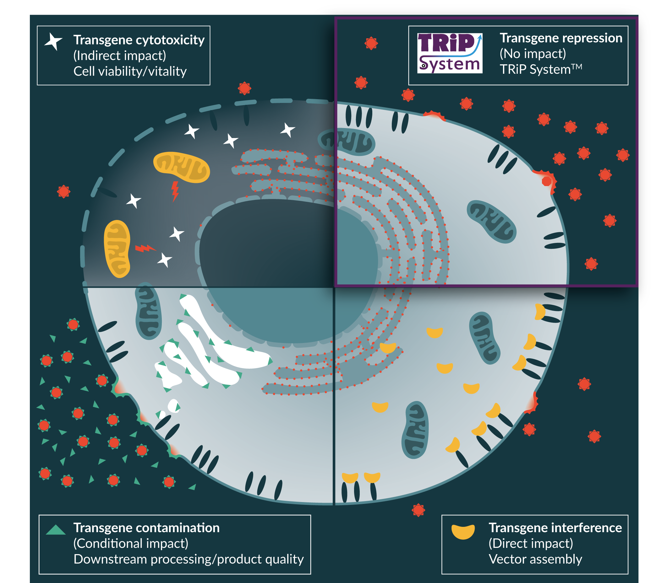 2088x1858 Cell And Gene Therapy Insights Standardizing Viral Vector