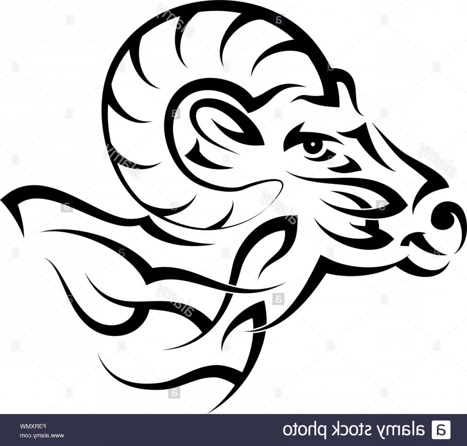 1560x1489 Stock Photo Tattoo Ram Design Vector Art Hoodamath