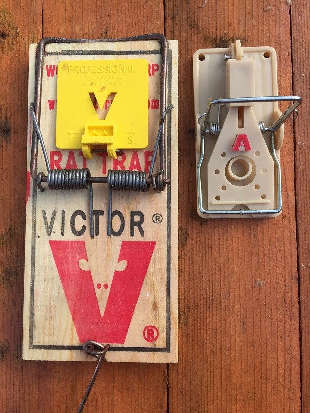 612x816 Best Rat Traps That Work! How To Safely Set, Bait And Use