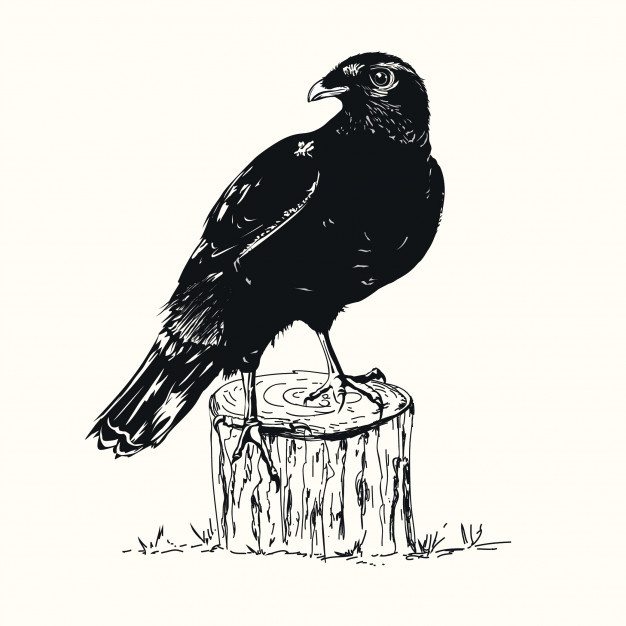 626x626 Raven Vectors, Photos And Free Download