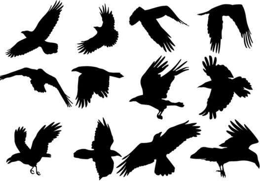 527x368 Raven Vector Free Vector Download
