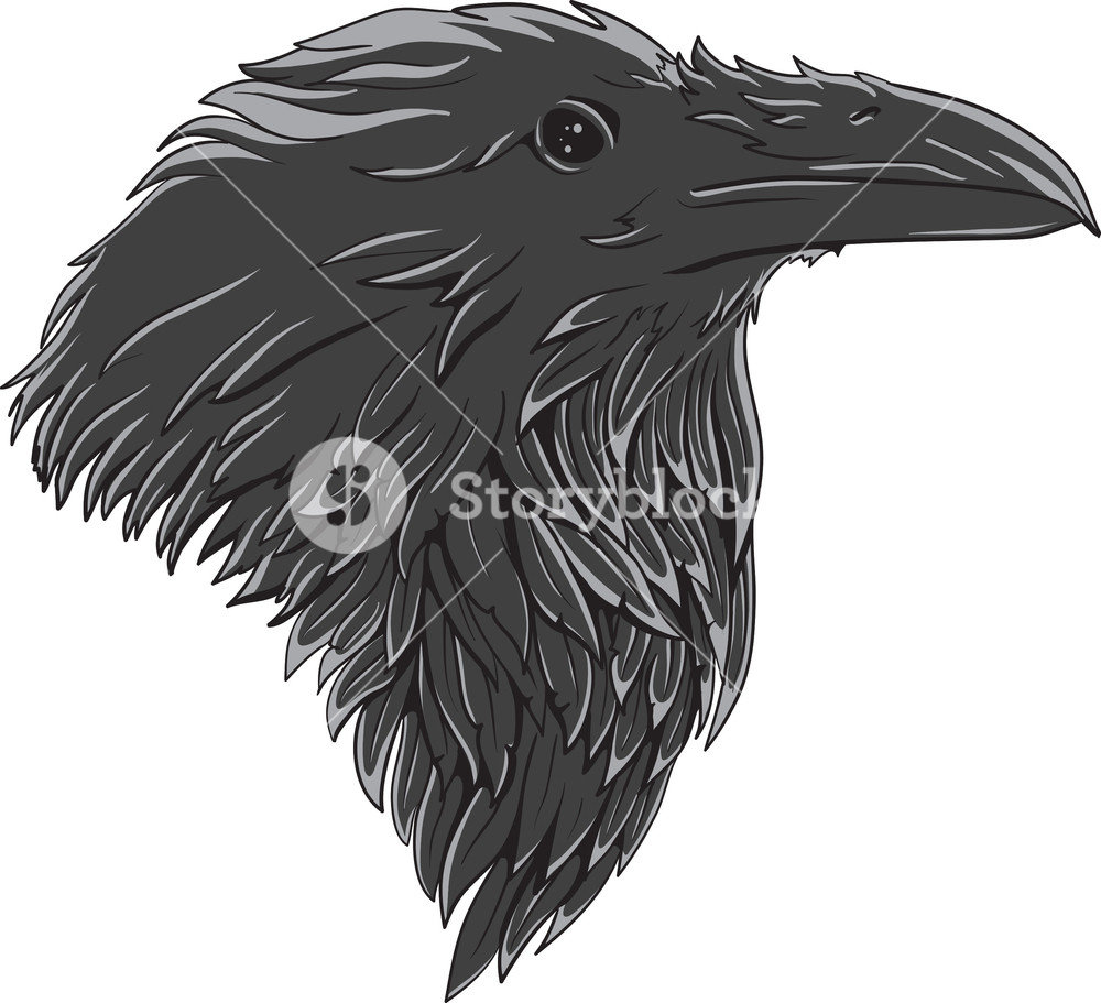 1000x911 Vector Raven Royalty Free Stock Image
