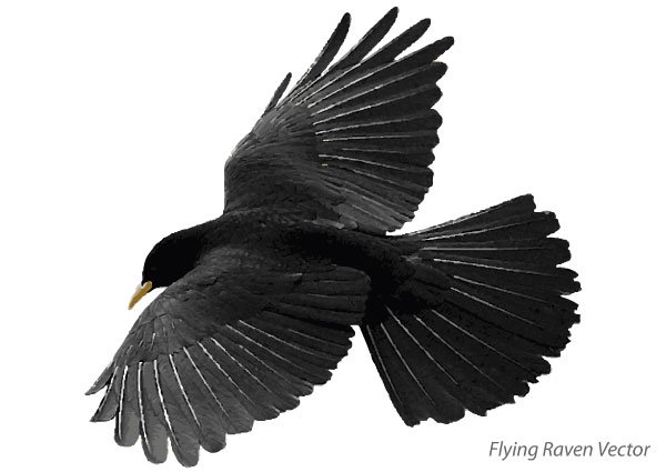 600x425 Free Flying Raven Free Vector Art Files, Vectors Graphics