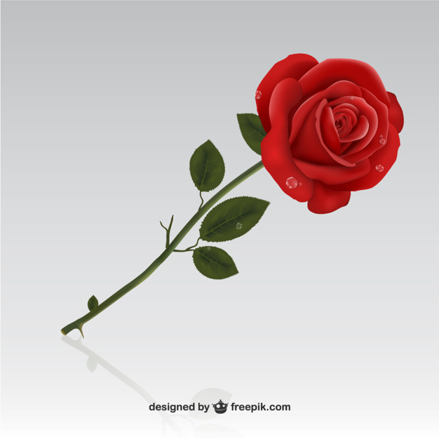 Red Rose Vector Free Download 626x626 Red Rose Vector Free Download