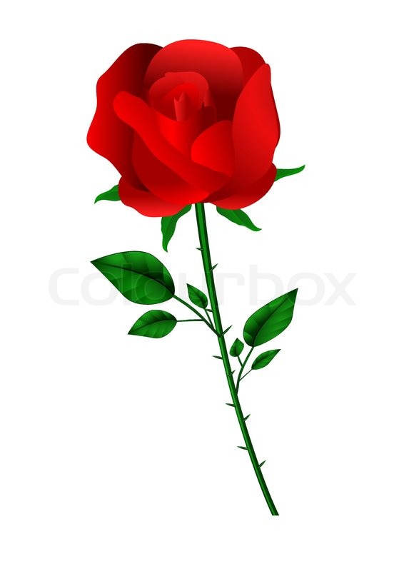 Vector Red Rose On White Stock Vector Colourbox 580x800 Vector Red Rose On White Stock Vector Colourbox