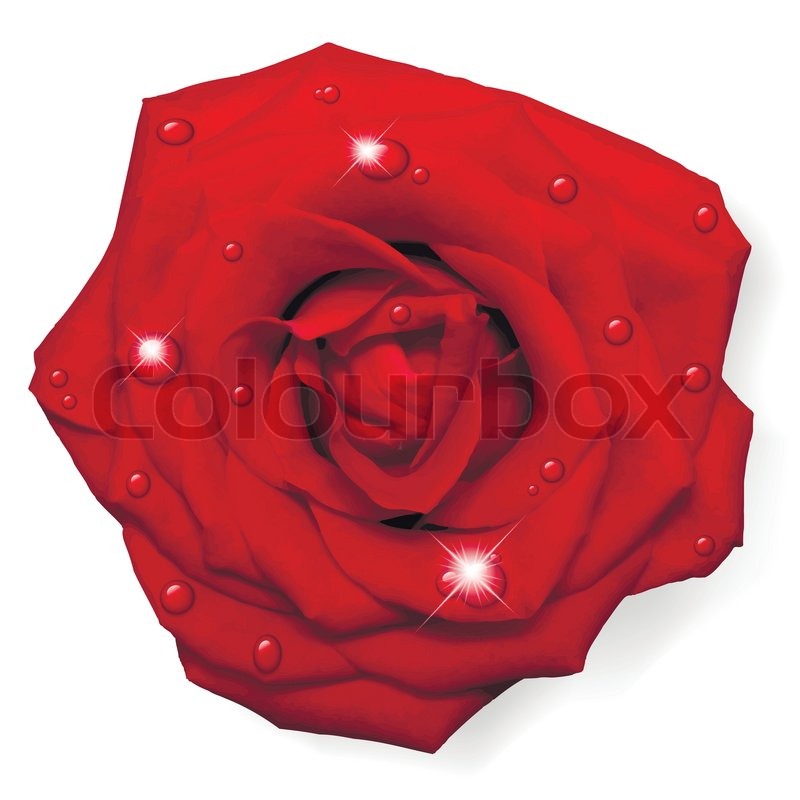 Vector Red Rose With Water Drops Stock Vector Colourbox 800x800 Vector Red Rose With Water Drops Stock Vector Colourbox