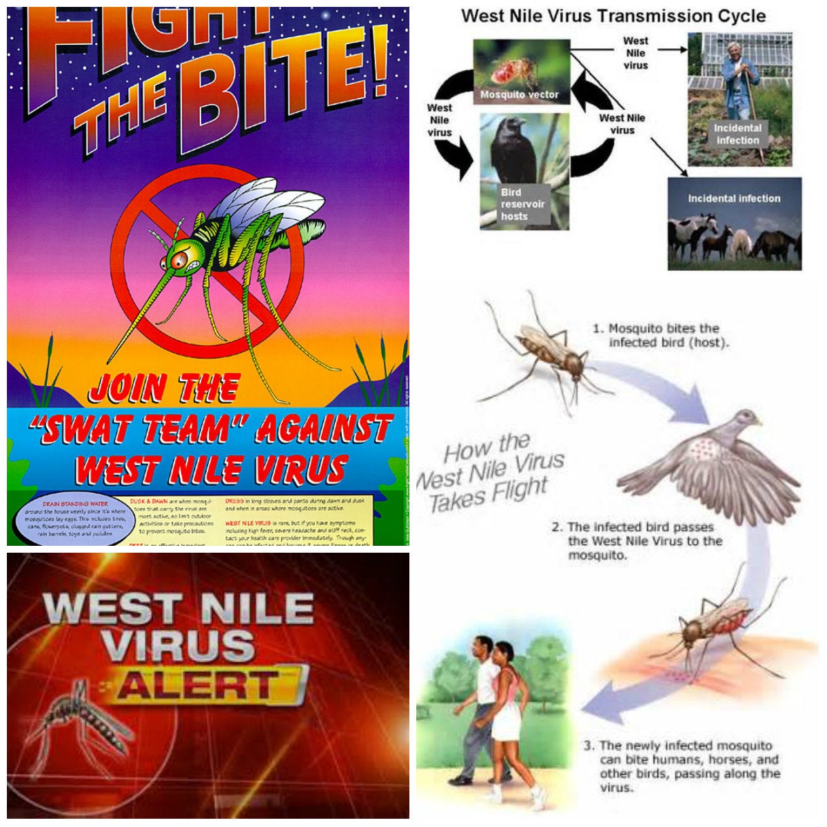 1200x1200 Bird Positive For West Nile Virus Found In Redwood City San