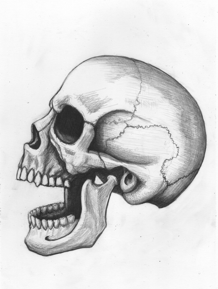 714x946 Human Skull Drawing Pdf Vector Reference Line Books Front Pencil