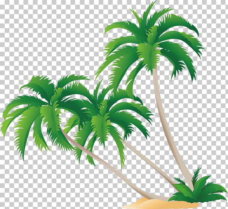 High Definition Video Display Resolution Green Coconut Tree 728x667 High Definition Video Display Resolution Green Coconut Tree