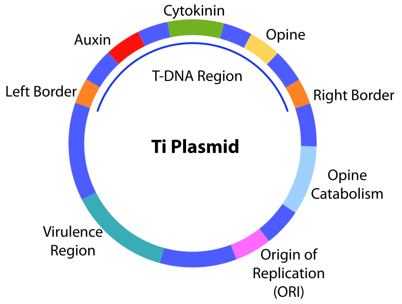 793x600 Difference Between Ti And Ri Plasmid Definition, Structure