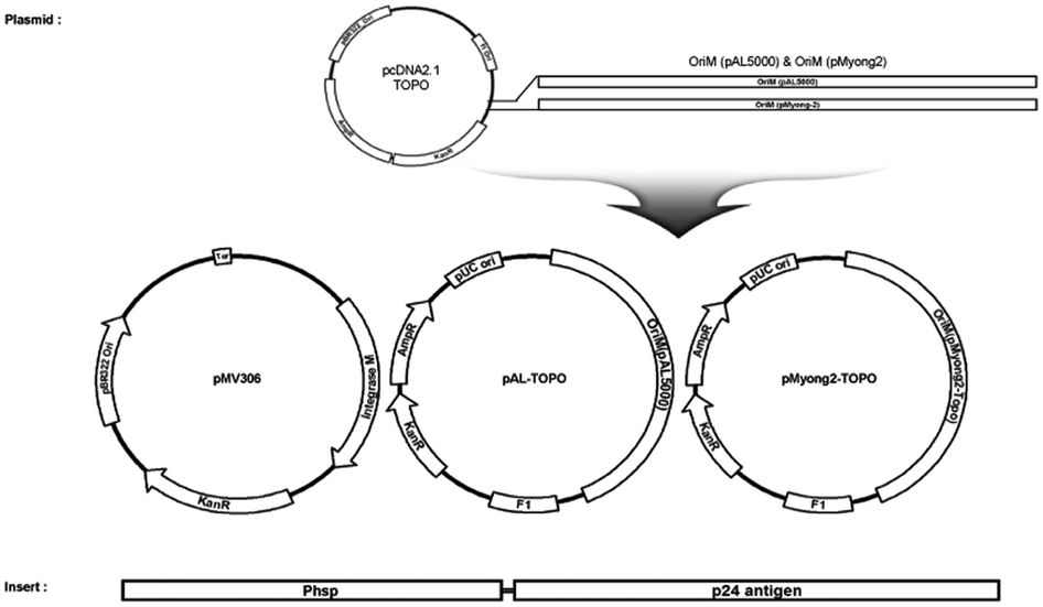 946x551 Recombinant Mycobacterium Smegmatis With A Vector