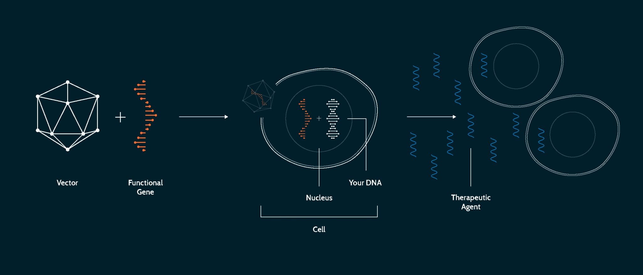 2048x876 Gene Therapy