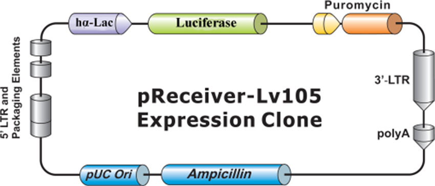 850x364 Map Of Preceiver Plasmid Map Of The Lentiviral Expression