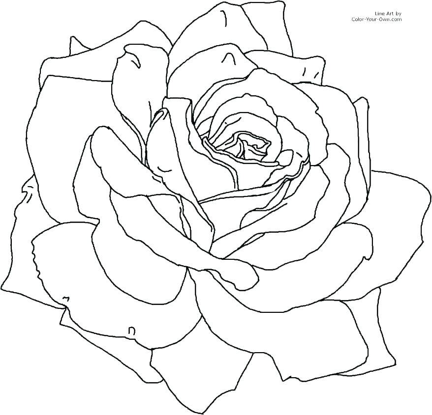 878x845 Rose Flower Outline Rose Flower Silhouette And Outline Vector
