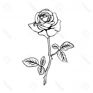 300x300 Rose Flowers Outline Vector Set Hand Drawn Flower Isolated Vector