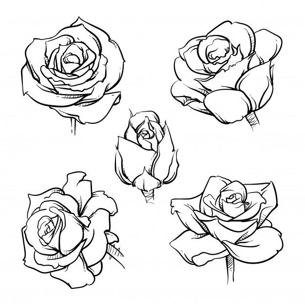 626x626 Rose Flowers Outline Set Vector Premium Download