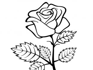 310x233 Vector Rose Outline Image Free Vectors Ui Download