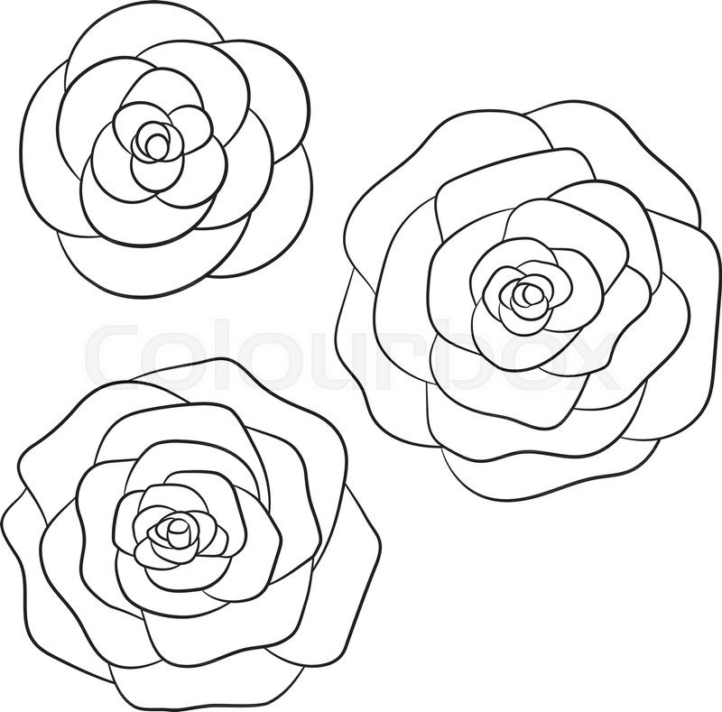 800x789 Vector Roses Black Outline On The Stock Vector Colourbox