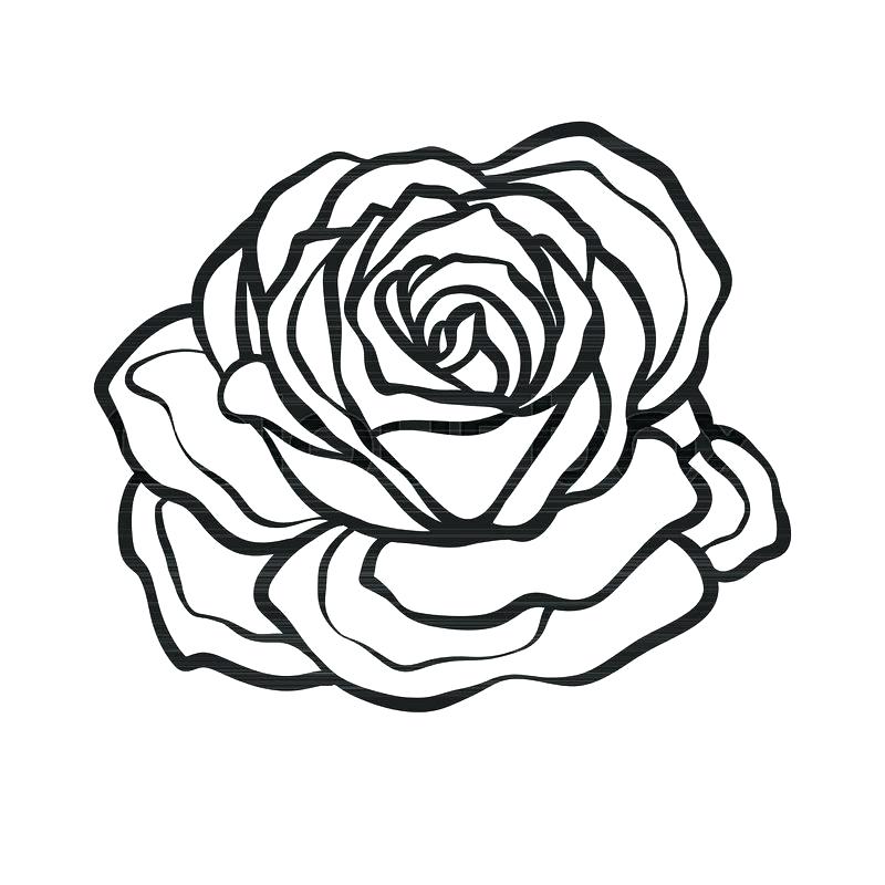 800x800 Flower Outline Drawings