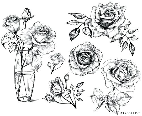 500x407 Rose Drawn