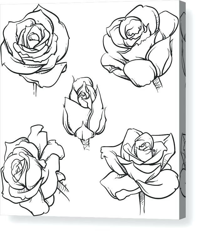 642x750 Roses Line Drawing