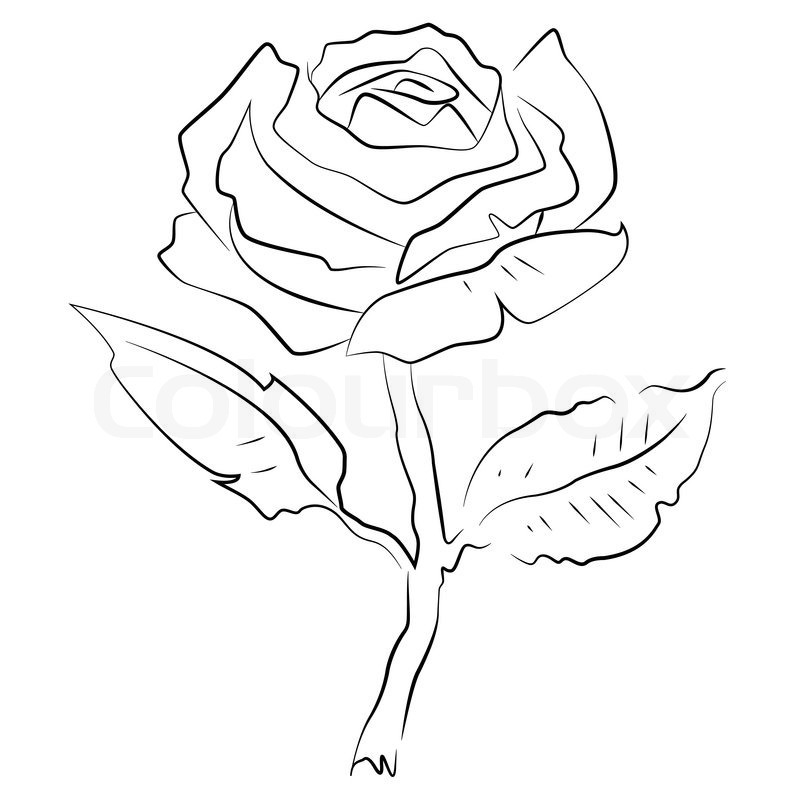 800x800 Black Outline Vector Rose On White Stock Vector Colourbox