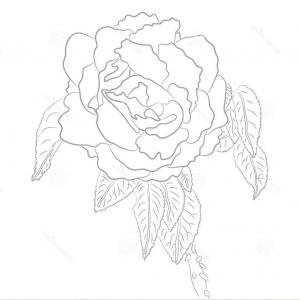 300x300 Rose Beauty And The Beast Vector Clipart Cqrecords