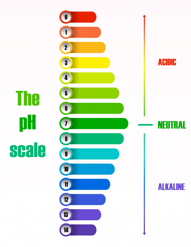 626x810 The Ph Scale Diagram Vector Free Download