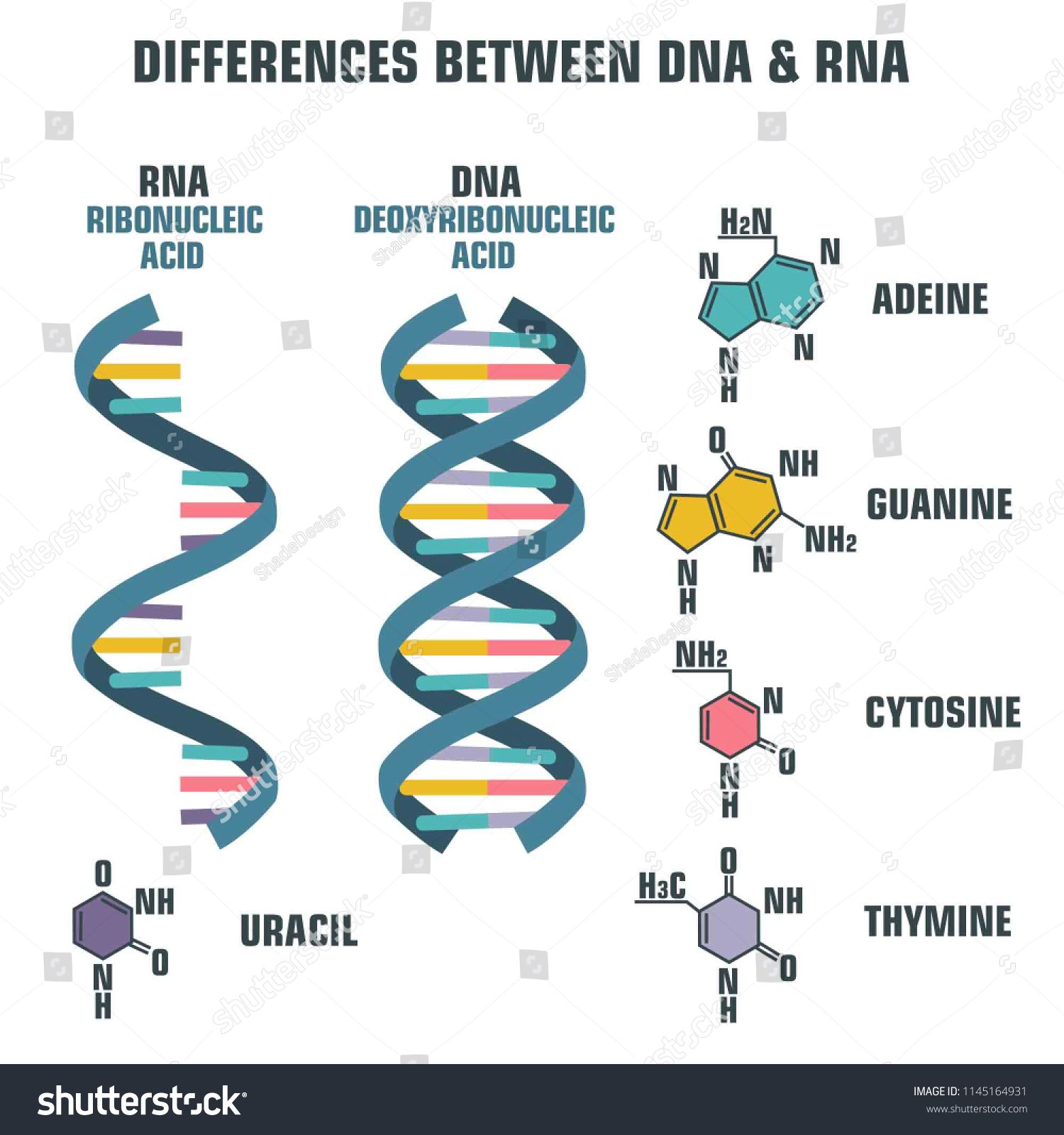 1500x1600 Vector Scientific Icon Spiral Of Dna And Rna An Illustration