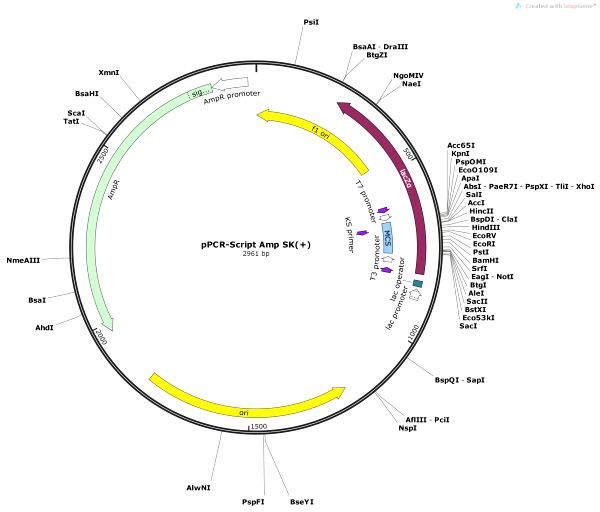 600x512 Vector Backbone Ppcr Script Sk