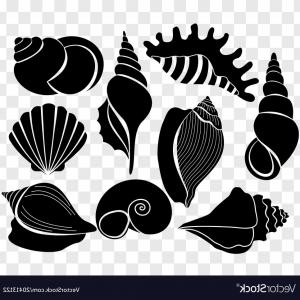 300x300 Sea Shell Vector Wallkeeper
