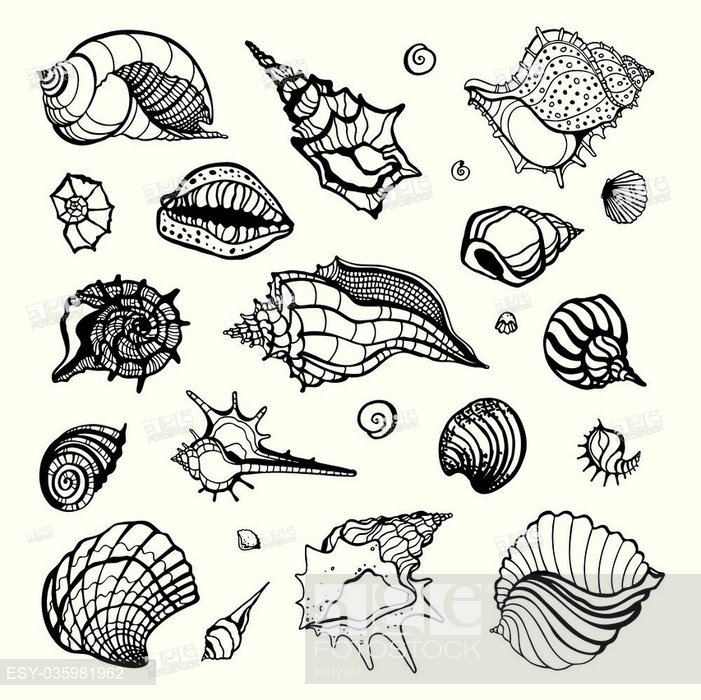 701x700 Sea Shell Collection Isolated On White Background Hand Drawn
