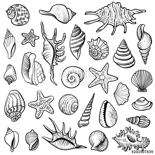 500x500 Sea Shells Vector Line Set Black And White Doodle Illustrations