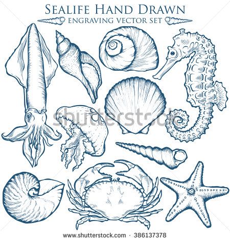 450x470 Seashell, Sea Shell, Starfish Nature Sea Ocean Wild Aquatic