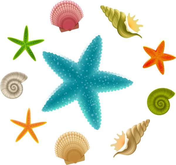 600x560 Seashell And Starfish Collections Free Vector In Adobe Illustrator